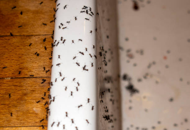 Best Mosquito Control Services  in Magnolia, AR