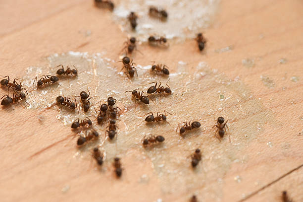 Best Emergency Pest Control  in Magnolia, AR