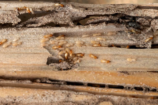Best Bed Bug Extermination  in Magnolia, AR